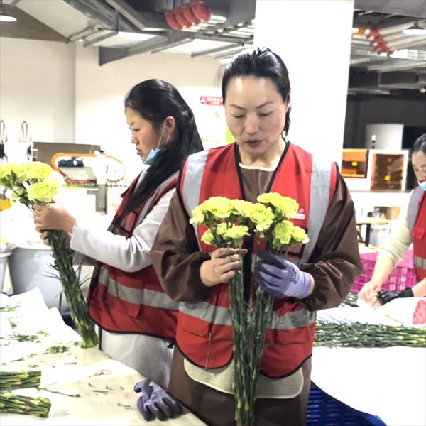 云花易鲜花人工分级筛选实景