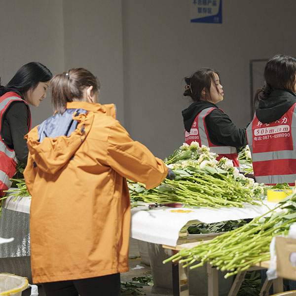 云花易鲜花实拍定级存档