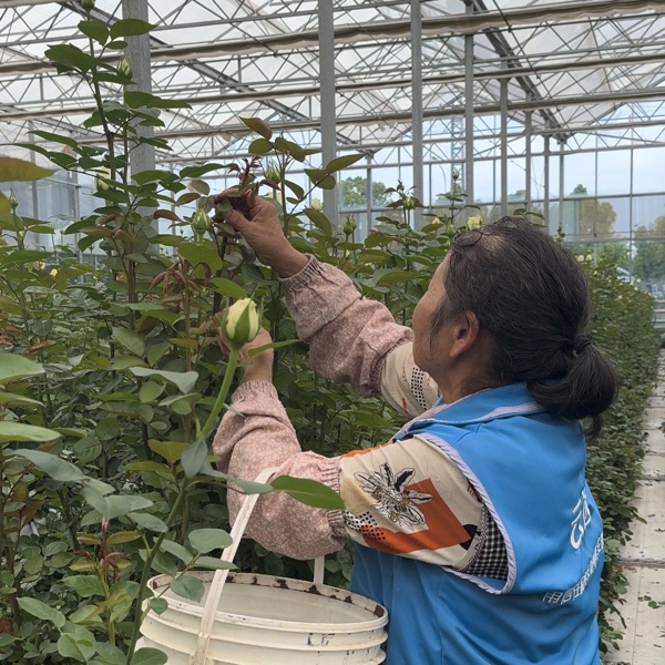 云花易鲜花基地采摘过程实拍