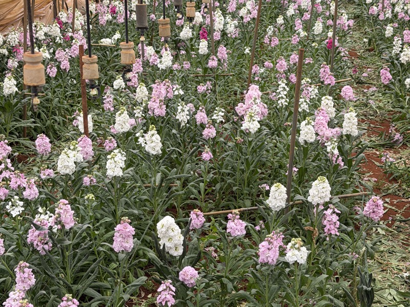 云花易合作鲜花产地基地实景5