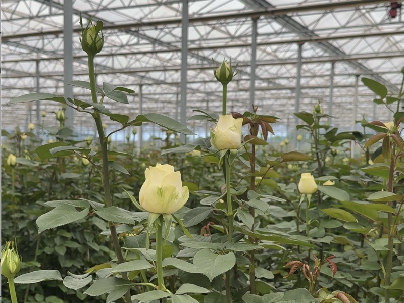 云花易合作鲜花产地基地实景2
