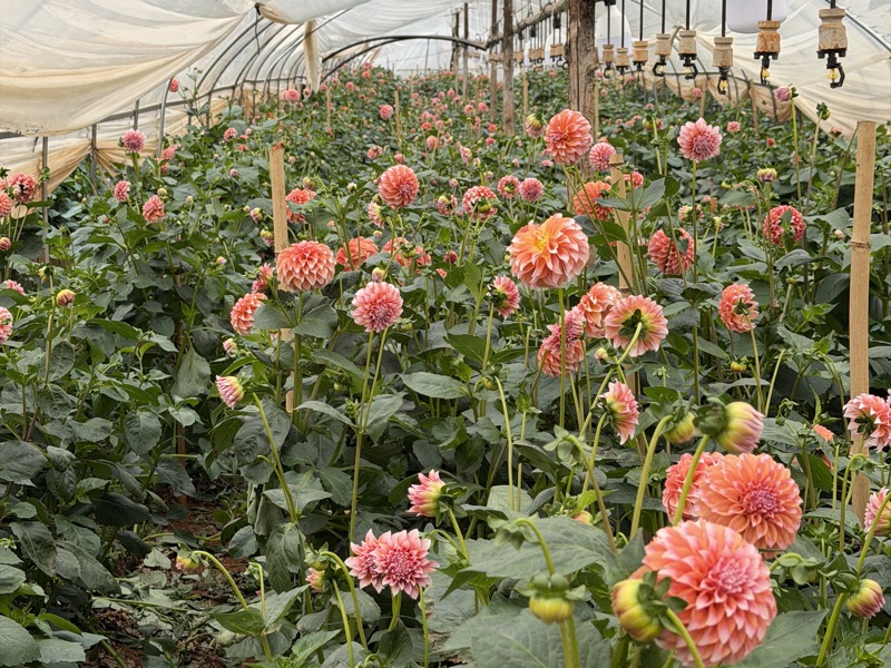 云花易合作鲜花产地基地实景3